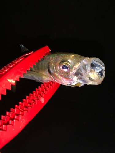駿河湾