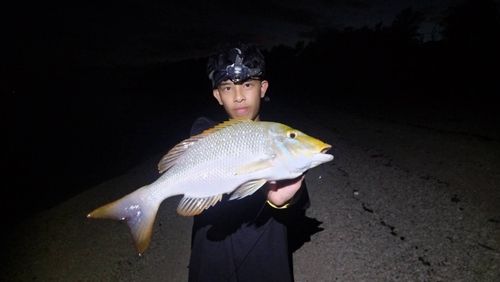 ハマフエフキの釣果