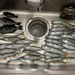 サバ