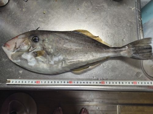 ウスバハギの釣果