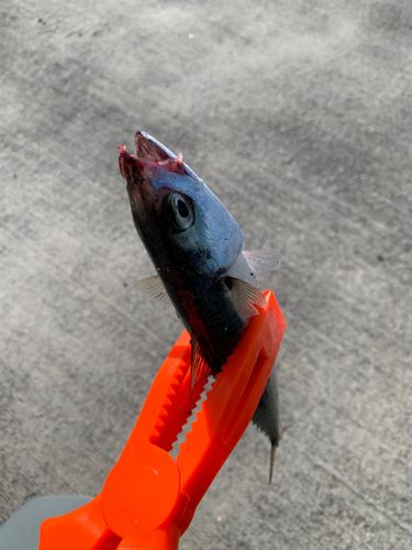サバの釣果