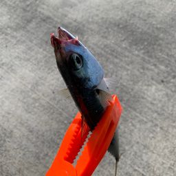 サバ