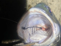 ロウニンアジの釣果