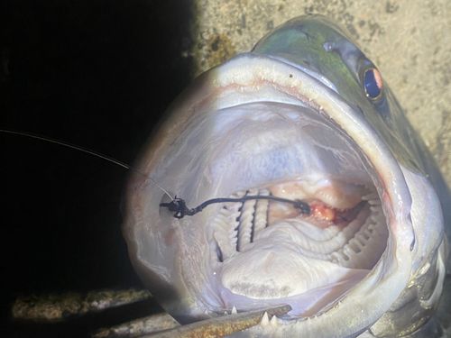 ロウニンアジの釣果
