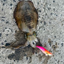 アオリイカ