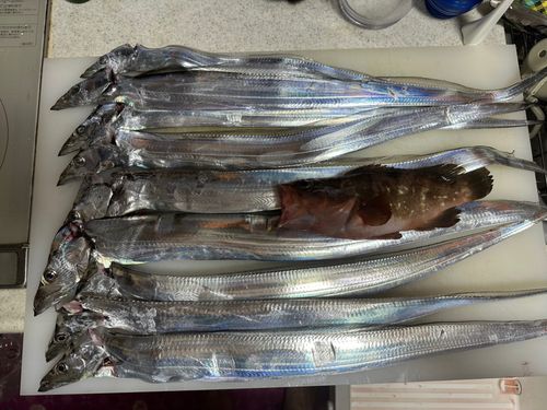 タチウオの釣果