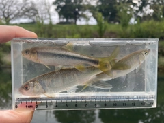オイカワの釣果