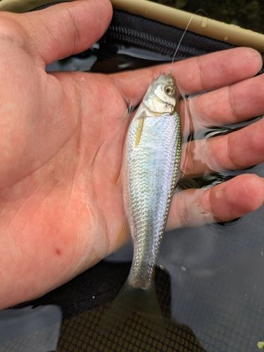 オイカワの釣果