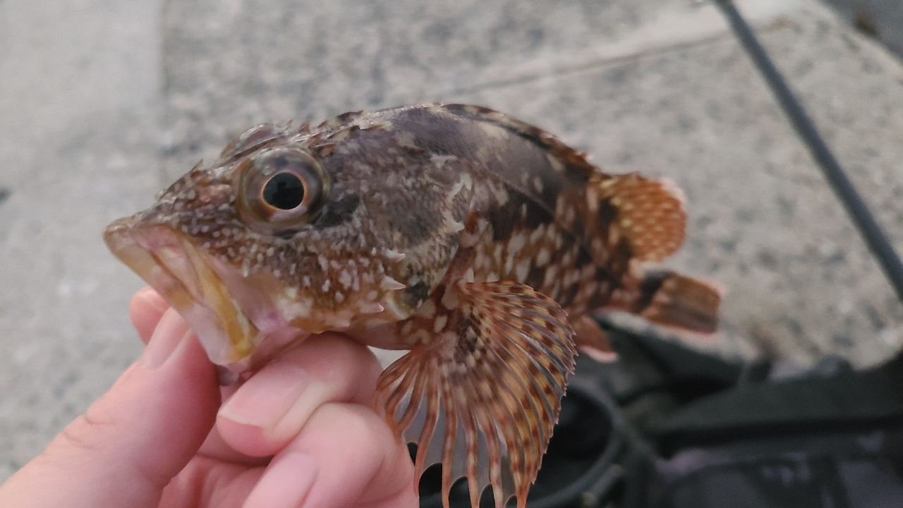 カサゴ