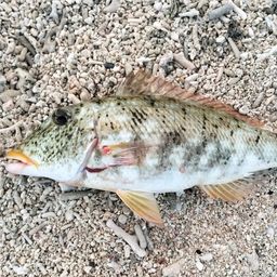 ムネアカクチビ