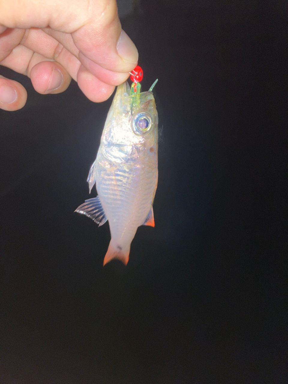 クロホシイシモチ