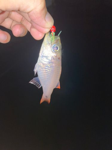 クロホシイシモチの釣果