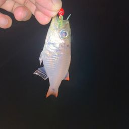 クロホシイシモチ