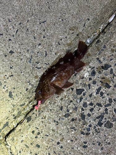 カサゴの釣果