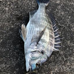 クロダイ