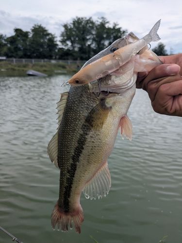 BRGD POND