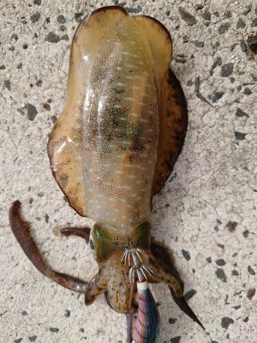 アオリイカの釣果