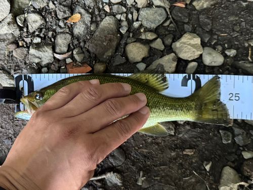 ラージマウスバスの釣果