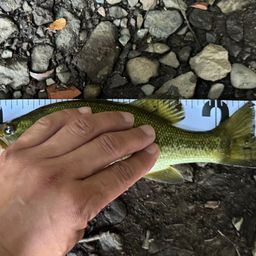 ラージマウスバス