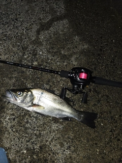 フッコ（ヒラスズキ）の釣果