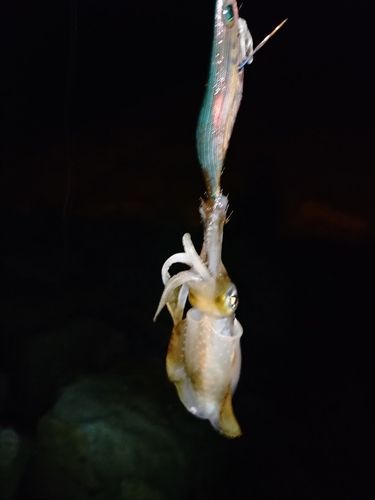 宮津湾