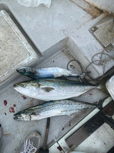 ブリの釣果