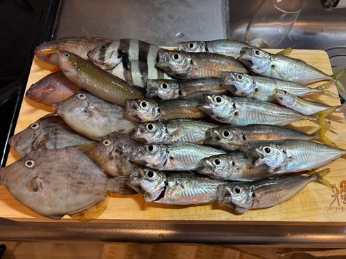 アジの釣果