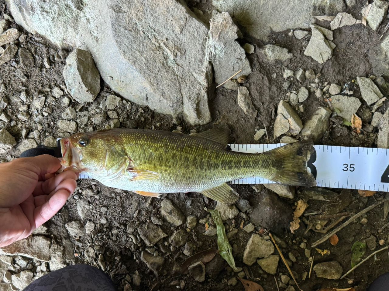 ラージマウスバス