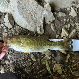 ラージマウスバス