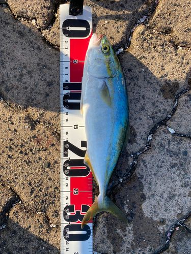 ツバスの釣果