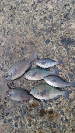 クチブトグレの釣果