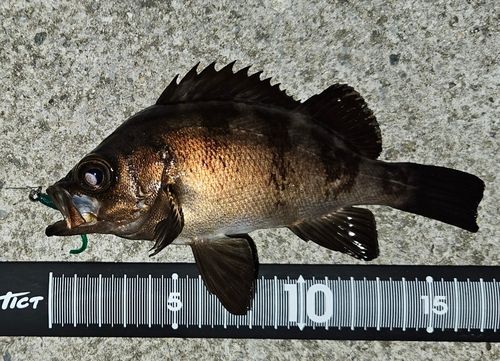 メバルの釣果