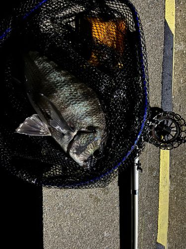 チヌの釣果