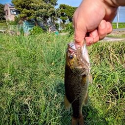 ブラックバス