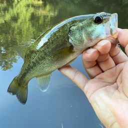 ラージマウスバス