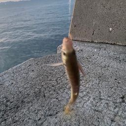 アジ