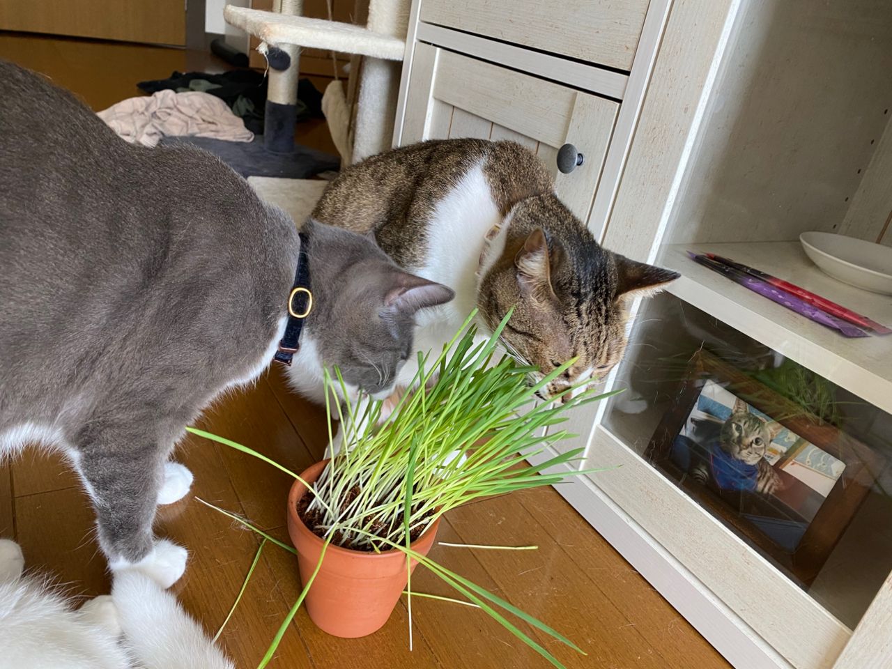 アジ