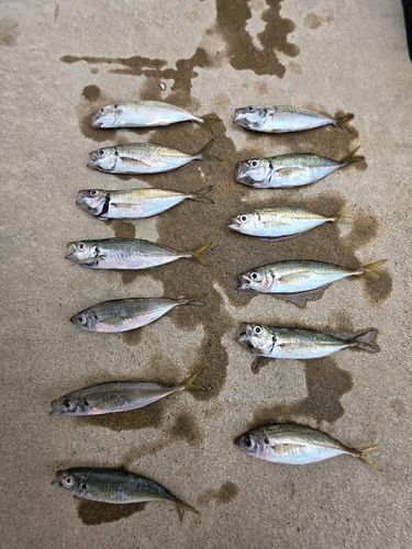 アジの釣果