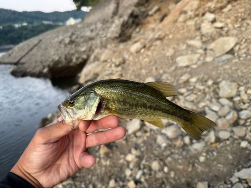 ラージマウスバスの釣果