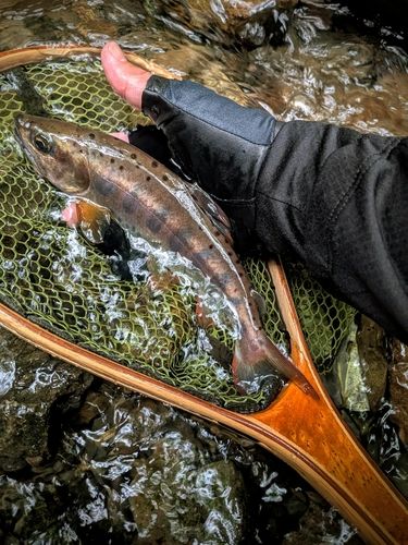 アマゴの釣果