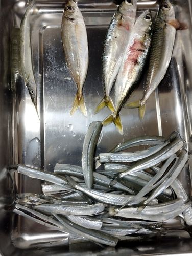 舘鼻漁港