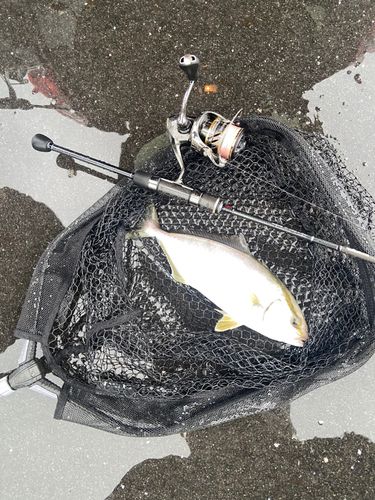 ショゴの釣果