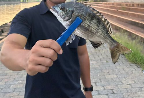 釣果