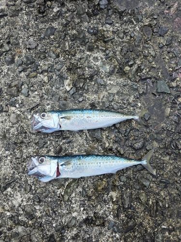 熱海港海釣り施設