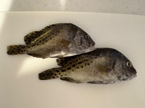 コショウダイの釣果