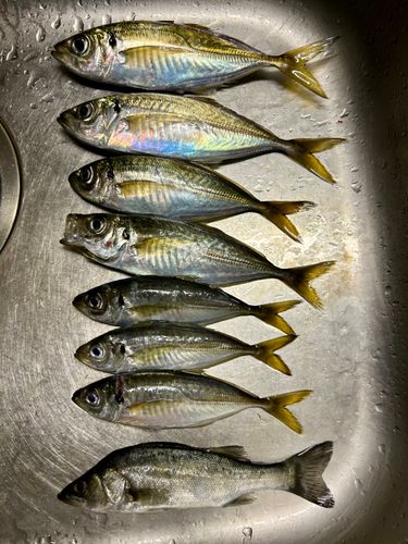 根岸湾
