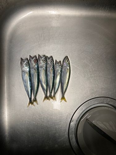 直江津沖