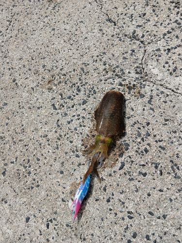 アオリイカの釣果