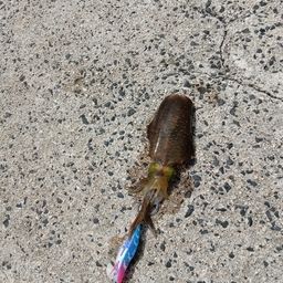 アオリイカ