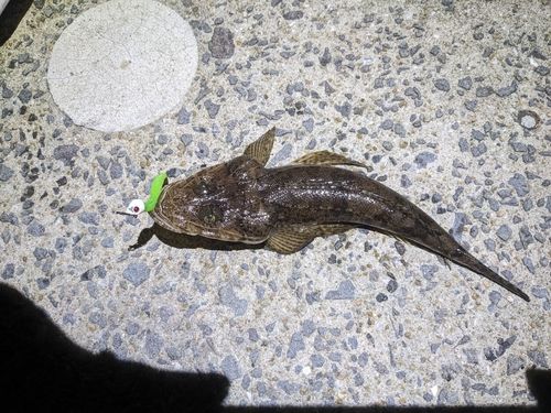 マゴチの釣果